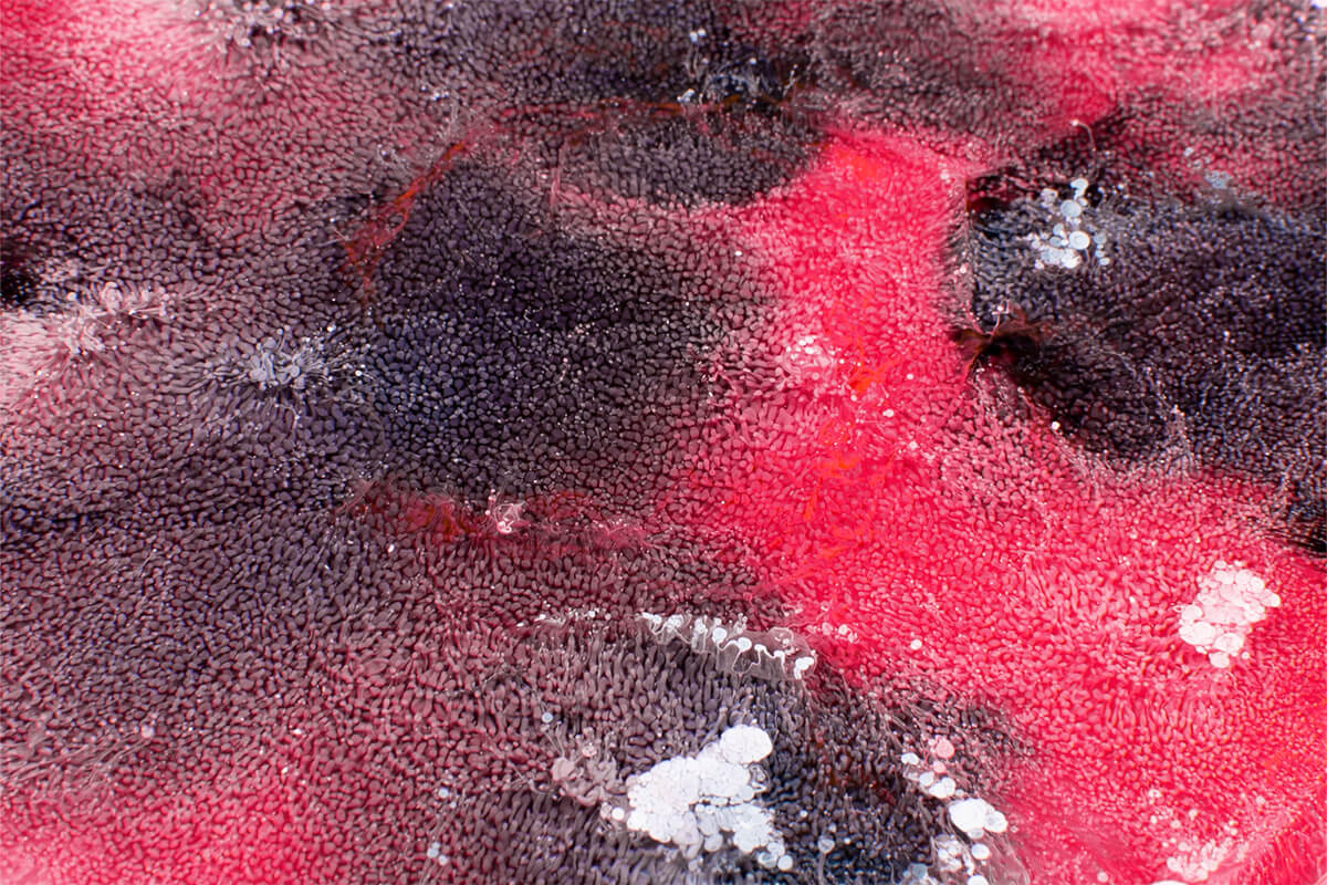 ՄՈՐԵԳՈՒՅՆ (ROSE PINK) ալկոհոլային գունանյութ - Image 2