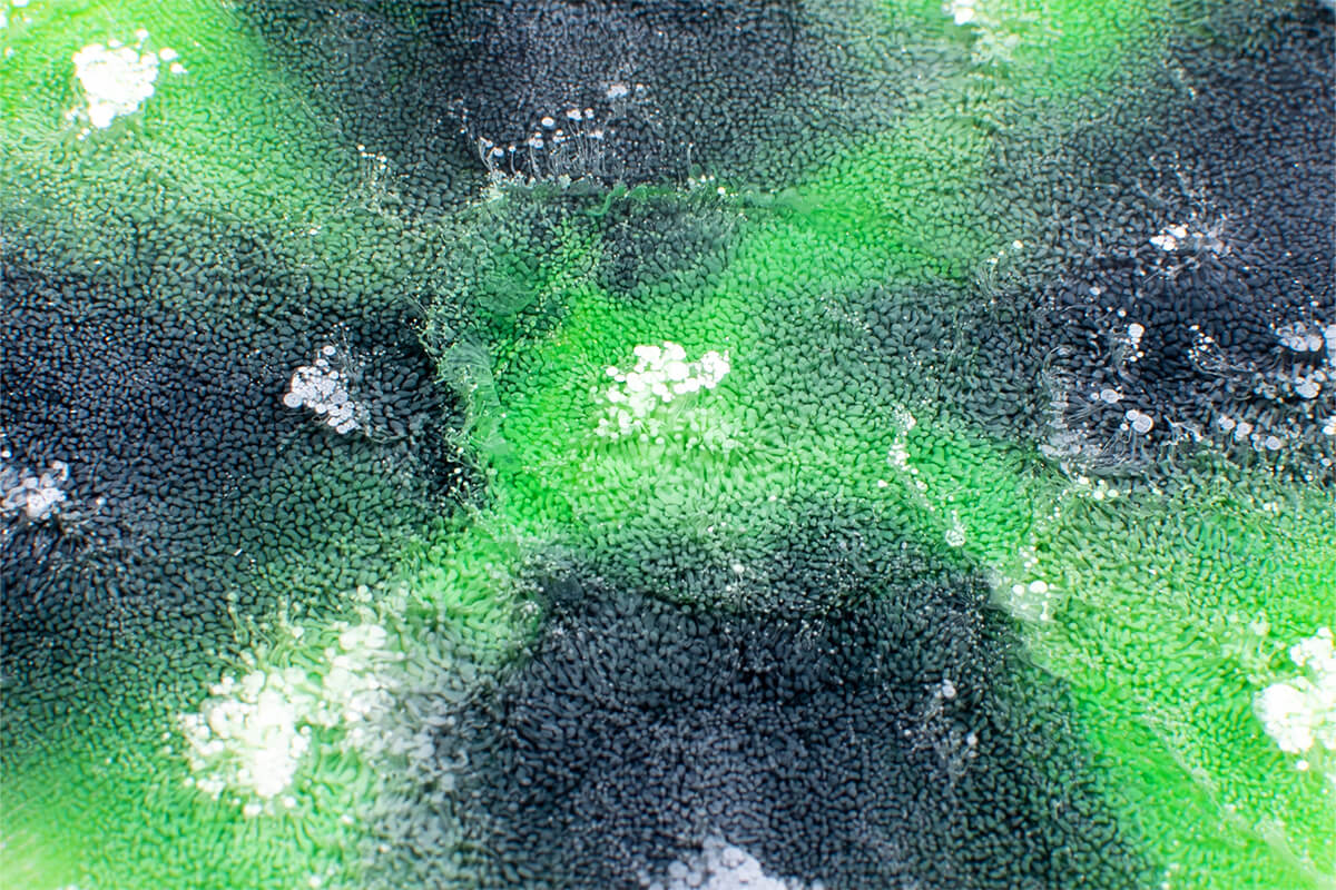 ԱՆԱՆՈՒԽԻ ԿԱՆԱՉ (PERIDOT GREEN) ալկոհոլային գունանյութ - Image 2